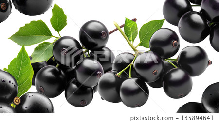 Ripe black nightshade berries with green leaves isolated on white background, concept of natural fruit and herbal medicine Ripe black nightshade berries with green leaves isolated on white background, concept of natural fruit and herbal medicine 135894641