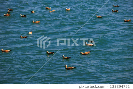 Ruddy Shell Ducks swimming and fishing on the lake in Tibet, China 135894731