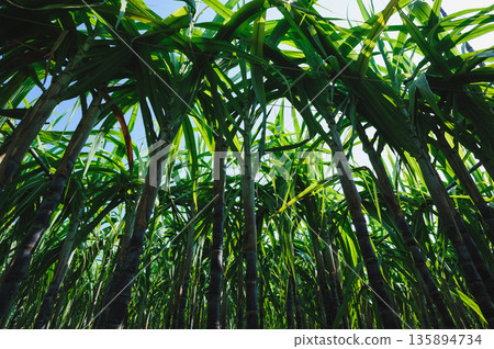 Sugarcane crops grow in field Sugarcane crops grow in field 135894734