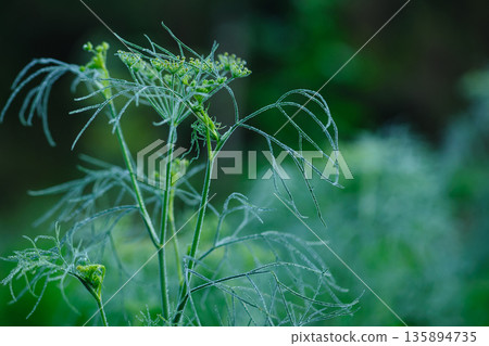 Fennel (Foeniculum vulgare) in growth at garden Fennel (Foeniculum vulgare) in growth at garden 135894735