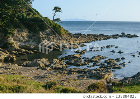 The natural landscape of Arashisaki Coast, with its rugged rocks, cliffs, and pine trees, is located in Yokosuka, Kanagawa Prefecture. 135894825