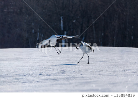 兩隻丹頂鶴在雪地裡翩翩起舞 兩隻丹頂鶴在雪地裡翩翩起舞 135894839