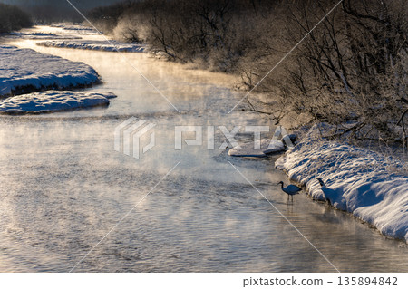 Two red-crowned cranes resting on the Setsurai River in the morning sun 135894842