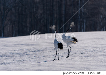 A pair of red-crowned cranes chirp and exhale in the snow A pair of red-crowned cranes chirp and exhale in the snow 135894843