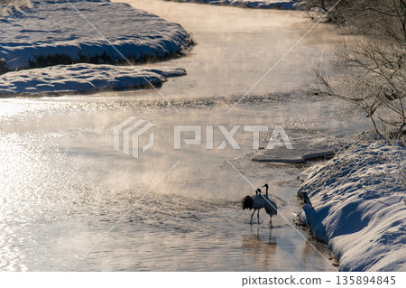 Two red-crowned cranes resting on the Setsurai River in the morning sun 135894845