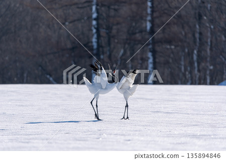A pair of red-crowned cranes dancing in the snow A pair of red-crowned cranes dancing in the snow 135894846