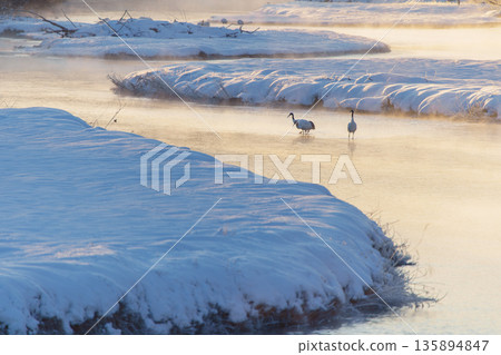 晨曦中,一對丹頂鶴棲息在雪裡川上。 晨曦中,一對丹頂鶴棲息在雪裡川上。 135894847