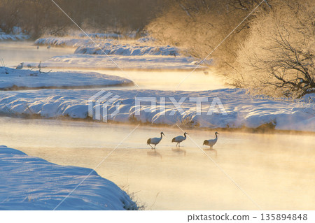 A family of red-crowned cranes resting on the Setsurai River in the morning glow 135894848
