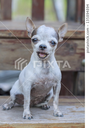 Chihuahua dog sitting on wood staircase Chihuahua dog sitting on wood staircase 135894894