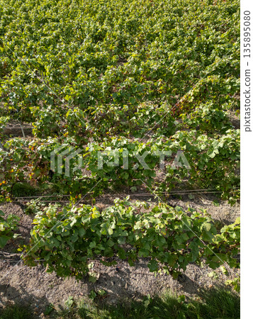 Trois-Puits, Reims, Marne, Grand-Est, France, August, 28th, 2025, Champagne Area, Lively and Vibrant Trois-Puits, Reims, Marne, Grand-Est, France, August, 28th, 2025, Champagne Area, Lively and Vibrant 135895080