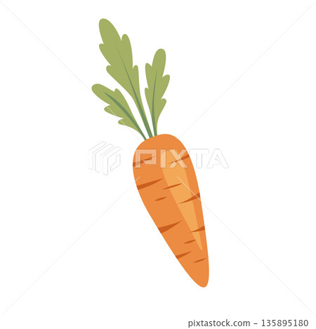 Fresh orange carrot with green top. Vegetable vector illustratio Fresh orange carrot with green top. Vegetable vector illustratio 135895180