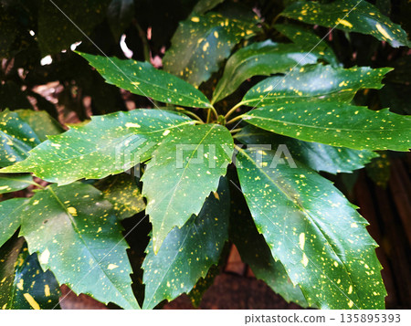 Aoki (Aucuba japonica) 135895393