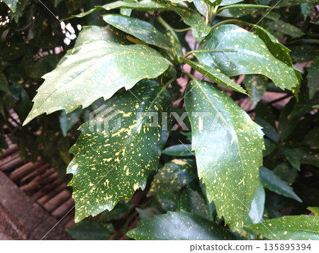 青木 (Aucuba japonica) 青木 (Aucuba japonica) 135895394