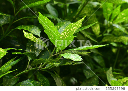 青木 (Aucuba japonica) 青木 (Aucuba japonica) 135895396
