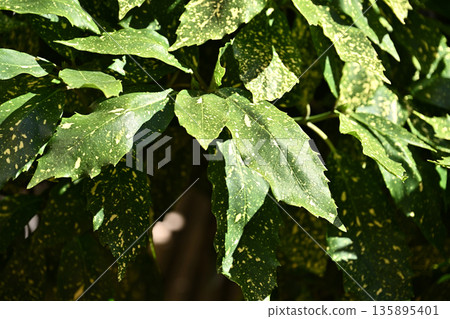青木 (Aucuba japonica) 青木 (Aucuba japonica) 135895401