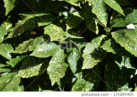 青木 (Aucuba japonica) 青木 (Aucuba japonica) 135895405