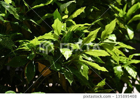 青木 (Aucuba japonica) 青木 (Aucuba japonica) 135895408