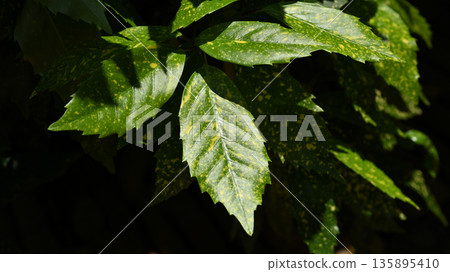 青木 (Aucuba japonica) 青木 (Aucuba japonica) 135895410