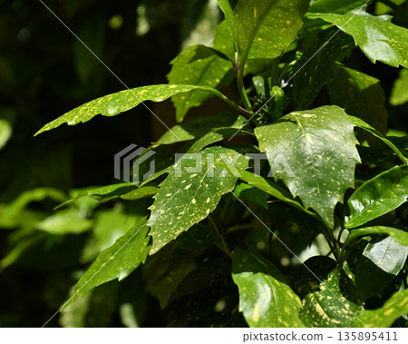 青木 (Aucuba japonica) 135895411