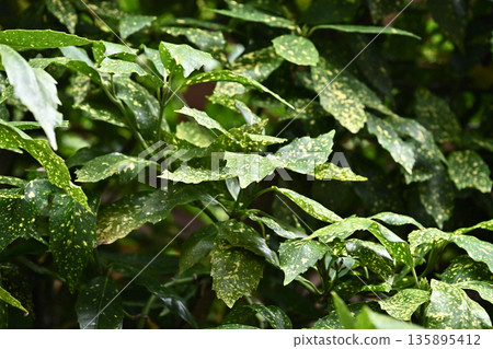 Aoki (Aucuba japonica) Aoki (Aucuba japonica) 135895412