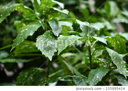 青木 (Aucuba japonica) 青木 (Aucuba japonica) 135895414
