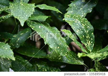 Aoki (Aucuba japonica) 135895416