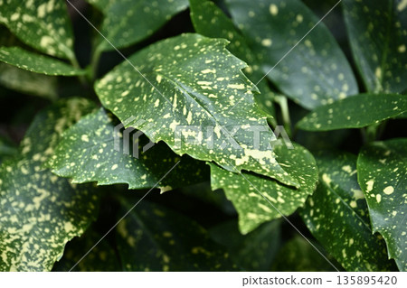 Aoki (Aucuba japonica) Aoki (Aucuba japonica) 135895420