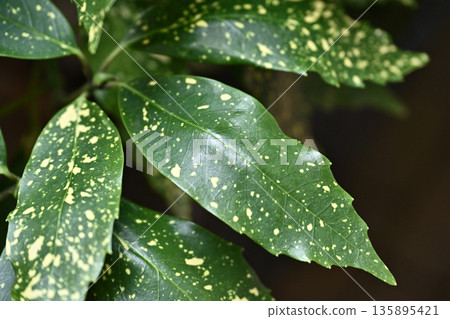 青木 (Aucuba japonica) 青木 (Aucuba japonica) 135895421