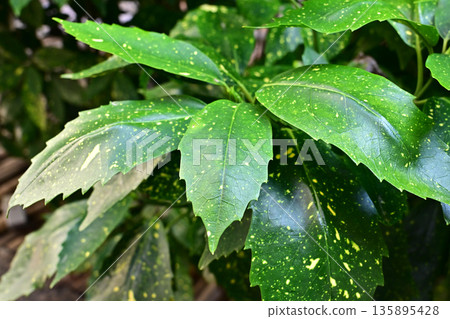 青木 (Aucuba japonica) 青木 (Aucuba japonica) 135895428