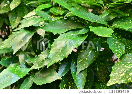青木 (Aucuba japonica) 青木 (Aucuba japonica) 135895429