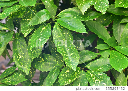 青木 (Aucuba japonica) 135895432