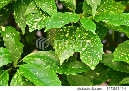 青木 (Aucuba japonica) 青木 (Aucuba japonica) 135895434