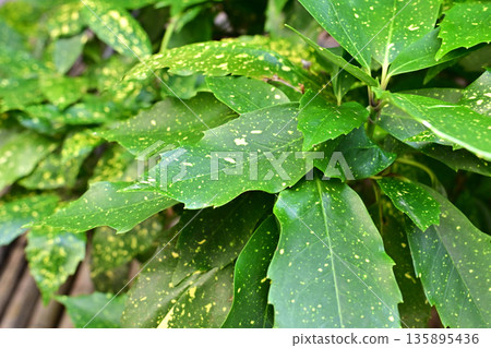 青木 (Aucuba japonica) 135895436