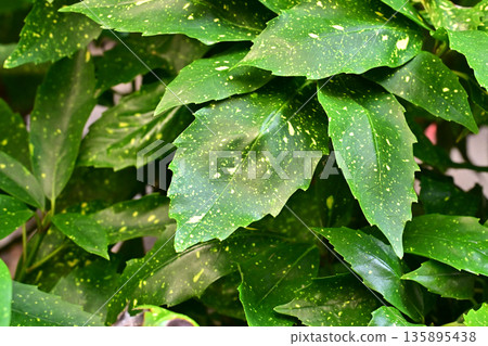 青木 (Aucuba japonica) 青木 (Aucuba japonica) 135895438