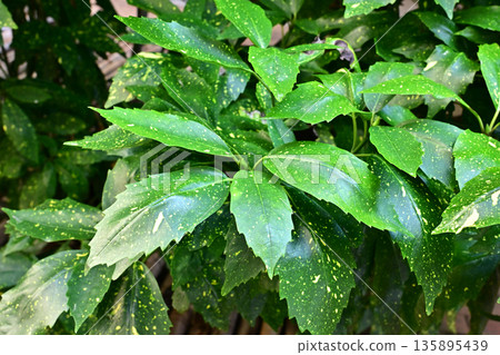 青木 (Aucuba japonica) 135895439