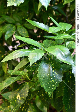 青木 (Aucuba japonica) 青木 (Aucuba japonica) 135895442