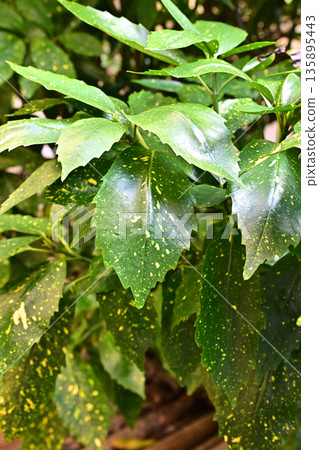 青木 (Aucuba japonica) 135895443