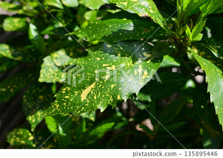 青木 (Aucuba japonica) 135895446