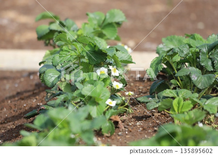 Strawberry flowers 135895602