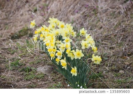 Daffodil flowers 135895603