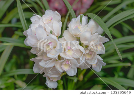 Winter flower cymbidium 135895649