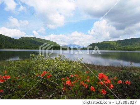 六月的福島縣小國沼，平靜的湖面、紅色的杜鵑花和白色的花朵構成了一幅引人注目的美麗景象。 135895827