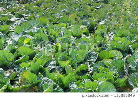 捲心菜補丁:捲心菜補丁 捲心菜補丁:捲心菜補丁 135895849