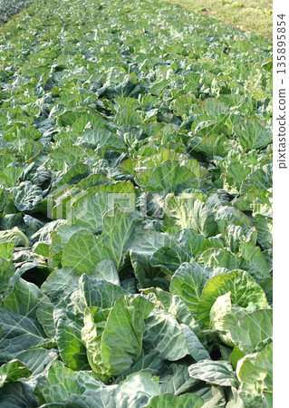 Cabbage patch: cabbage patch Cabbage patch: cabbage patch 135895854
