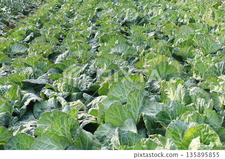 Cabbage patch: cabbage patch Cabbage patch: cabbage patch 135895855