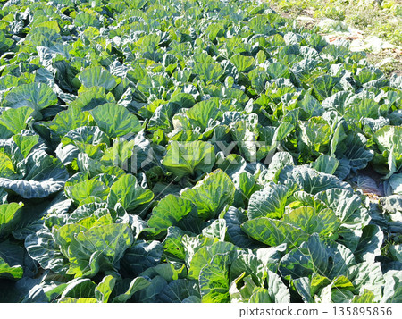 Cabbage patch: cabbage patch 135895856