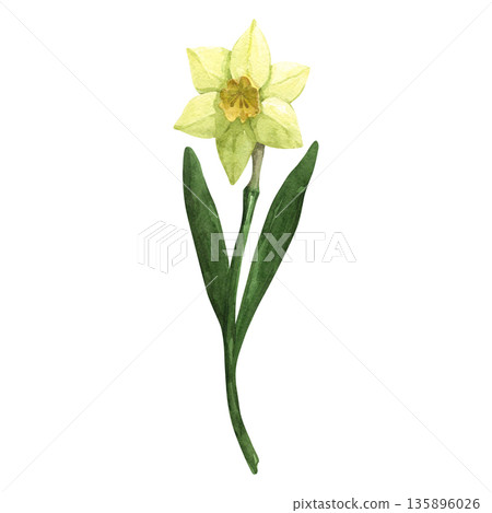 Yellow daffodil flower, hand painted in watercolor Yellow daffodil flower, hand painted in watercolor 135896026