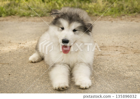 The happy gray puppy looks directly at the camera with its tongue out. This fluffy domestic animal enjoys a sunny day in the park 135896032