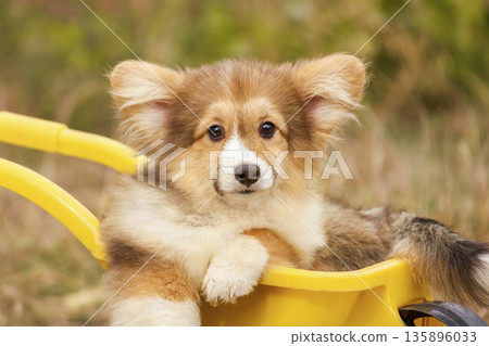 The adorable puppy rests its paws on the edge of a yellow cart and looks directly at the camera. This fluffy pet shows a calm and sweet expression in natural light. 135896033