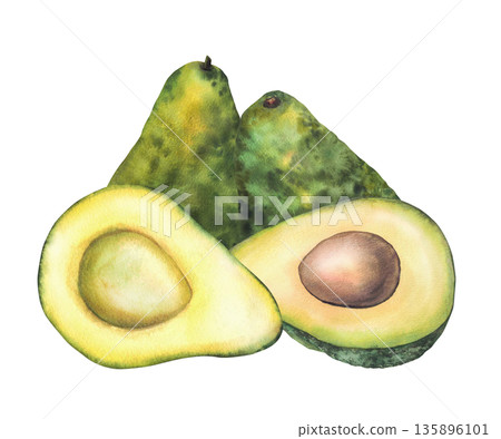 Watercolor avocado illustration. Hand drawn botanical painting. Half and whole fruit with and without seed. Green exotic vegetables plant for food, cosmetic, packaging label. Isolated from background Watercolor avocado illustration. Hand drawn botanical painting. Half and whole fruit with and without seed. Green exotic vegetables plant for food, cosmetic, packaging label. Isolated from background 135896101
